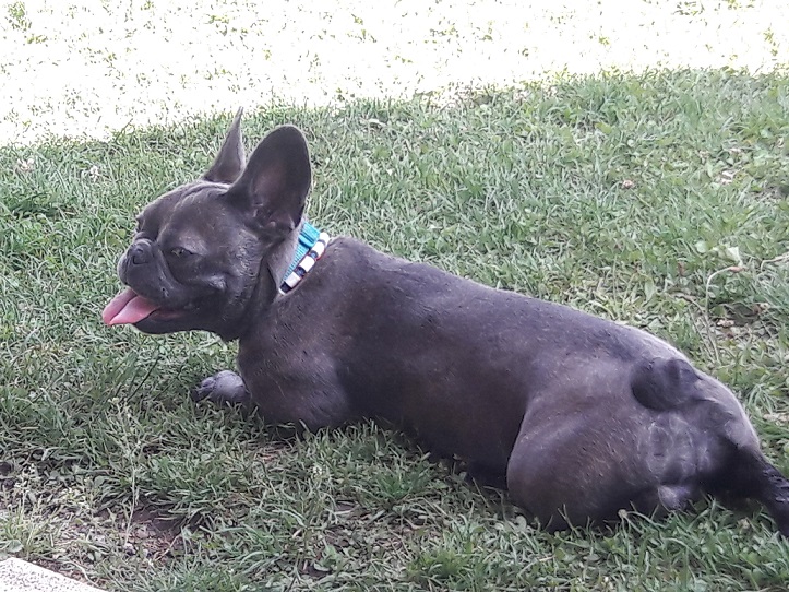 Elli im Garten