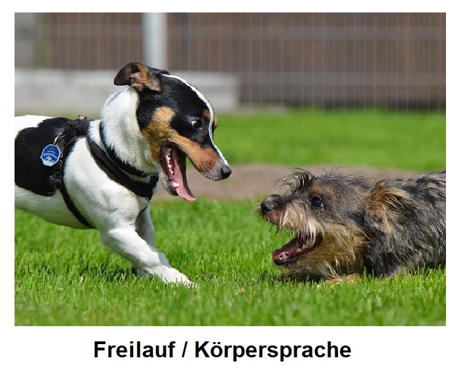 Freilauf & Körpersprache