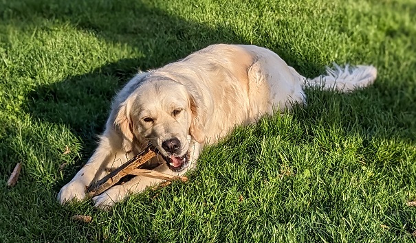 Frieda Golden Retriever