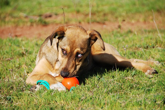 Junghund in der Betreuung