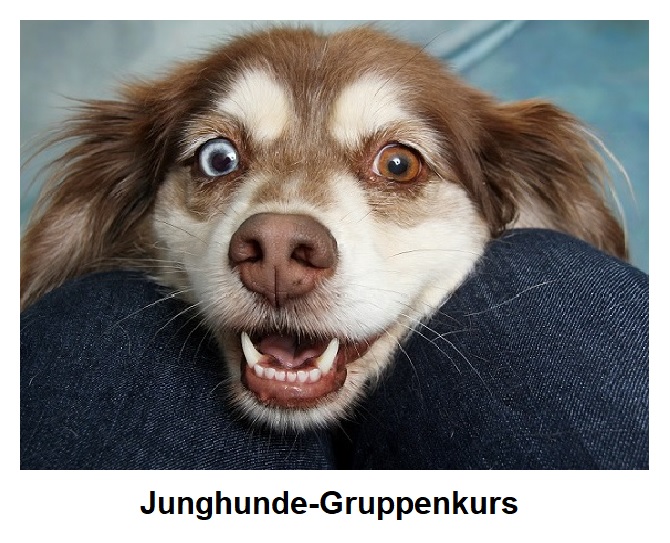 Junghundekurs Pfötchen-Camp