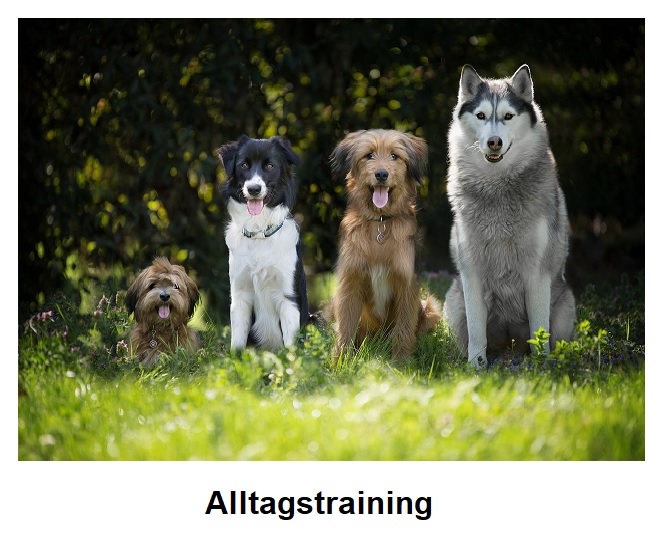 Alltagstraining Hundeschule