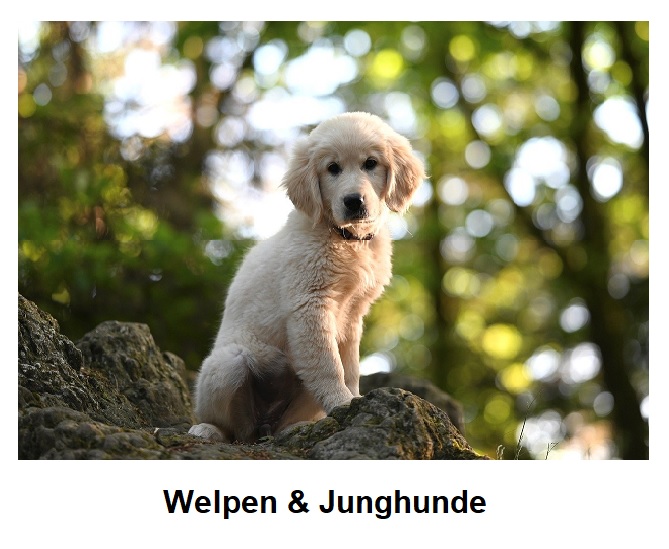 Welpen & Junghunde Training