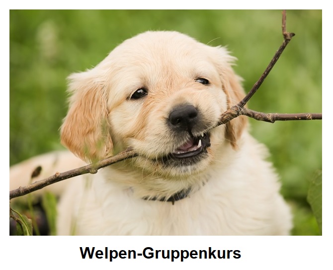 Welpenkurs Pfötchen-Camp